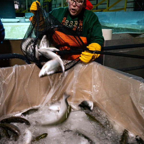 Christina Hudson Kohler of Syracuse, N.Y., who volunteers with the Food Bank of Central New York, counts netted fish as they are prepared for transport at Local Coho salmon fish farm, Friday, Jan. 24, 2025, in Auburn, N.Y. (AP Photo/Craig Ruttle)