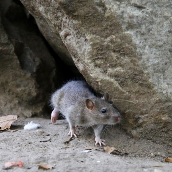 FILE - A rat leaves its burrow at a park in New York City on Sept. 17, 2015. ( AP Photo/Mary Altaffer, File)