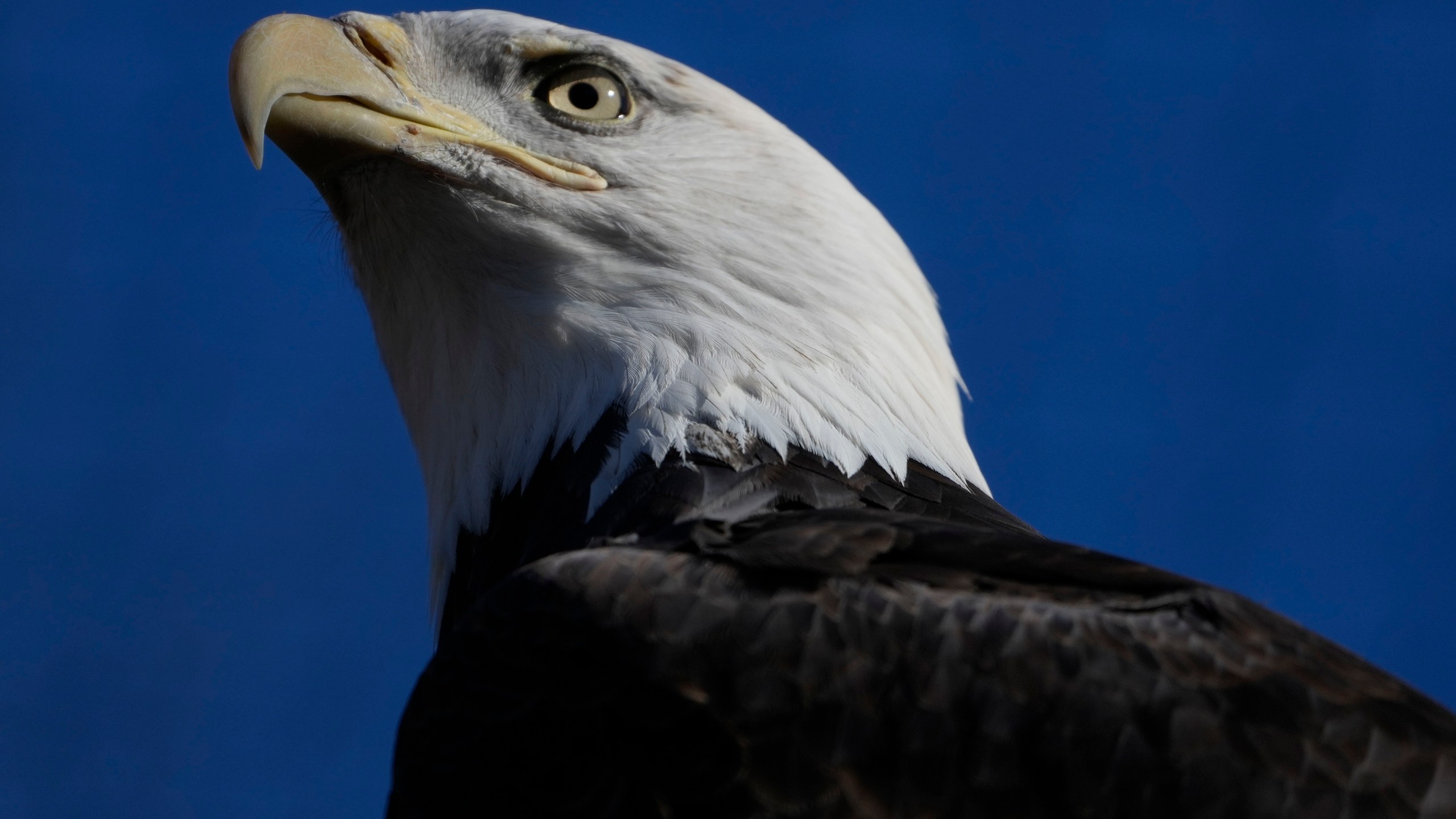 A bald eagle named Freedom perches on a branch at the Turtle Back Zoo in West Orange, N.J., Wednesday, Jan. 15, 2025. (AP Photo/Seth Wenig)