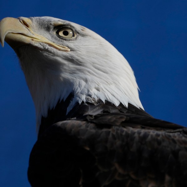 A bald eagle named Freedom perches on a branch at the Turtle Back Zoo in West Orange, N.J., Wednesday, Jan. 15, 2025. (AP Photo/Seth Wenig)