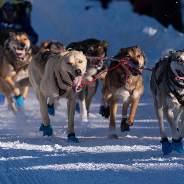 FILE - Dogs in Riley Dyche's team mush along Cordova Street during the ceremonial start of the Iditarod Trail Dog Sled Race on Saturday, March 2, 2024, in Anchorage, Alaska. (Loren Holmes/Anchorage Daily News via AP, File)